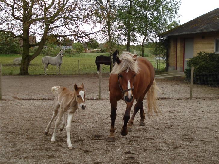Anden særlig race Pennylane - Anden gang ude billede 12