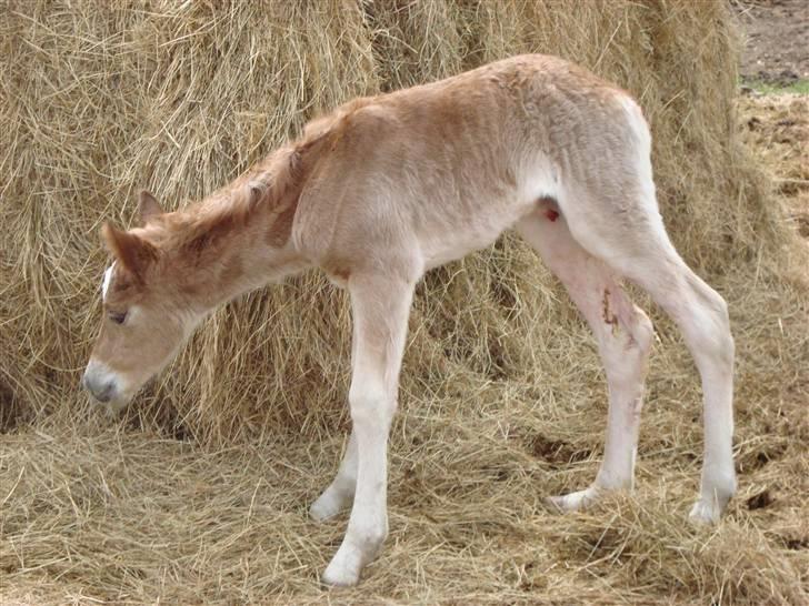 Anden særlig race Pennylane - første gang ude 14 timer gammel billede 13