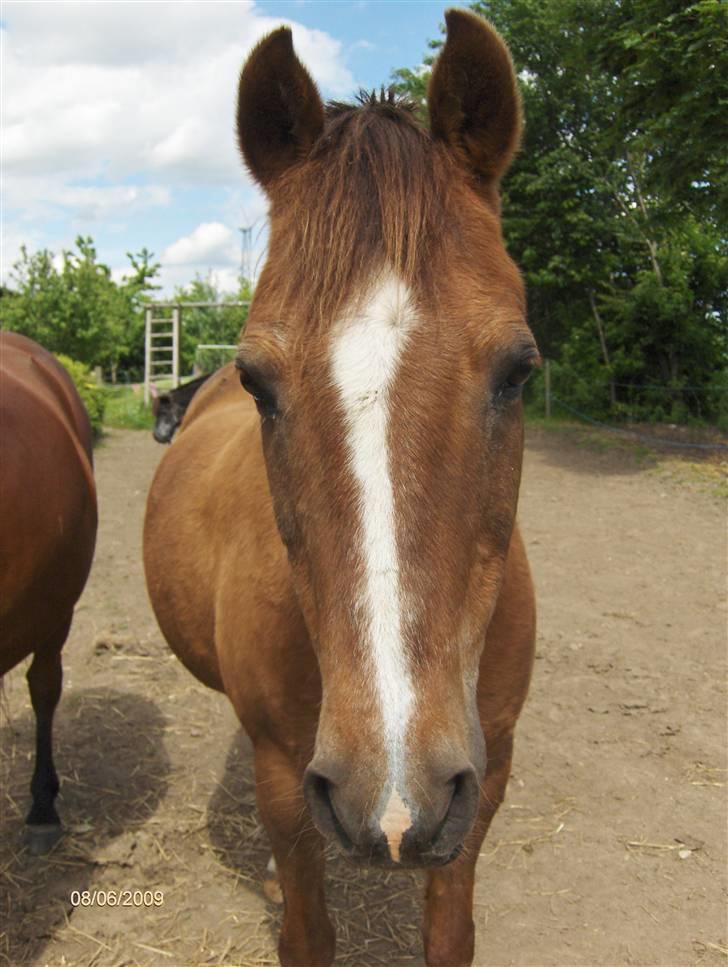 Tysk Sportspony Dancer - velkommen til dance´s Profil:) foto: Rikke billede 1
