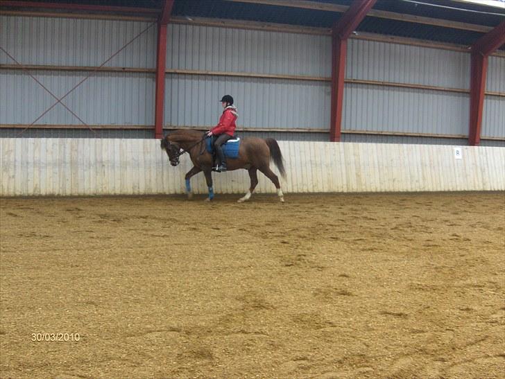 Tysk Sportspony Dancer - Foto: Malene;) billede 2