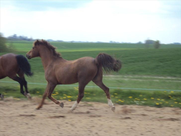 Tysk Sportspony Dancer - Foto: Laura <333 ;) billede 5