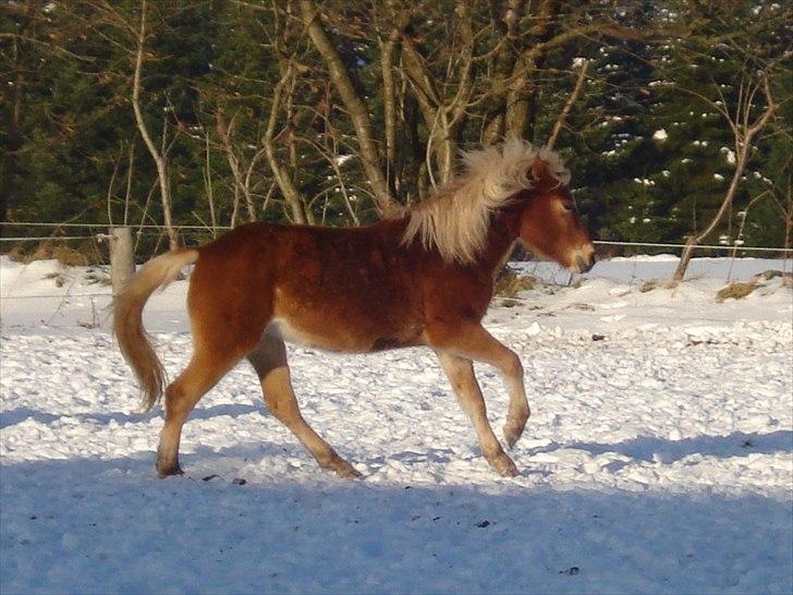 Anden særlig race Pennylane - 1 år og 7 måneder billede 14