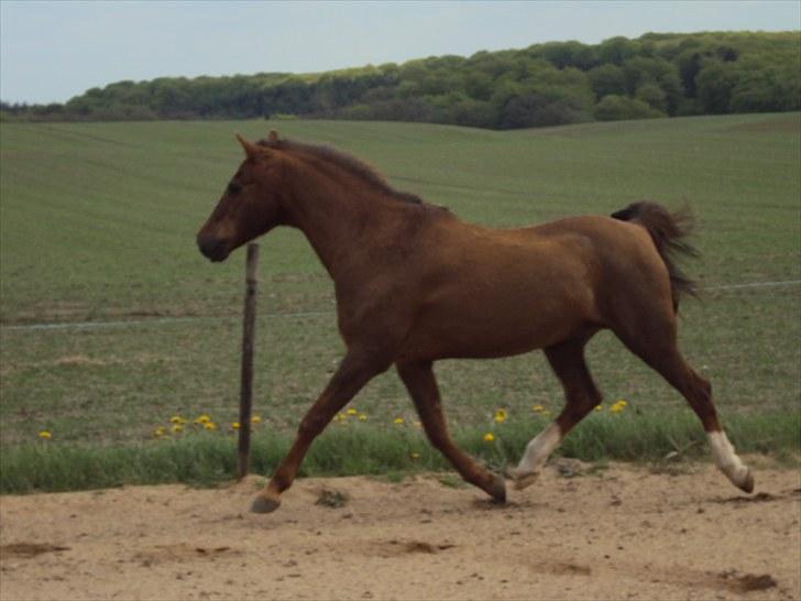 Tysk Sportspony Dancer - Foto: Laura <333 billede 12