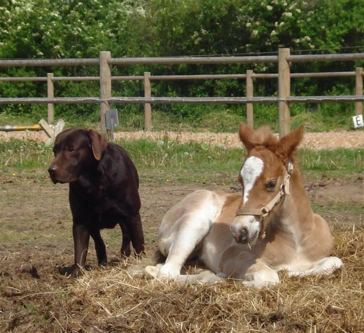 Anden særlig race Pennylane - Bjørn & Pennylane billede 15