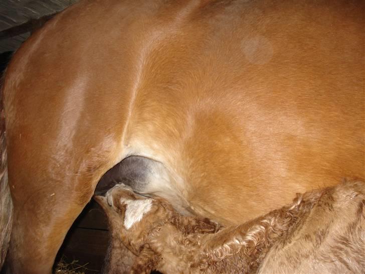 Anden særlig race Pennylane - Så sulten billede 17