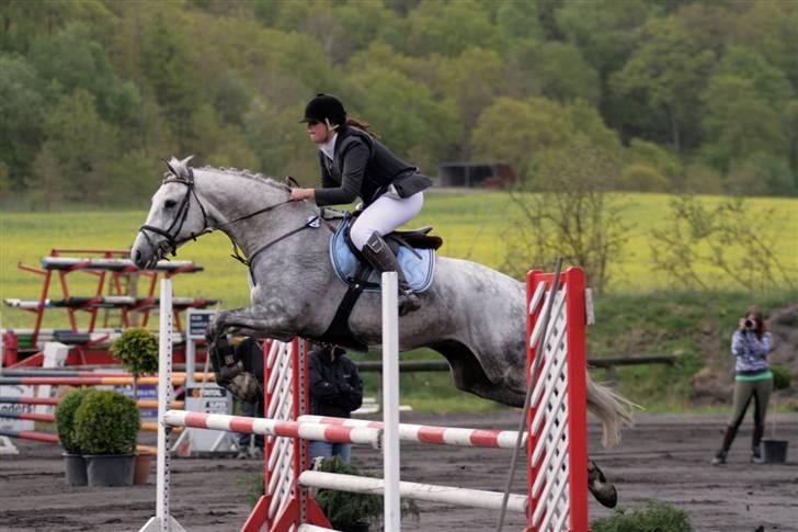 Hollandsk Varmblod Quick Silver(sendt tilbag - NYT* kallehavegaard! ulb :foto: strømpen! billede 13