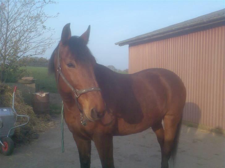 Oldenborg my Ohio dreamer billede 9