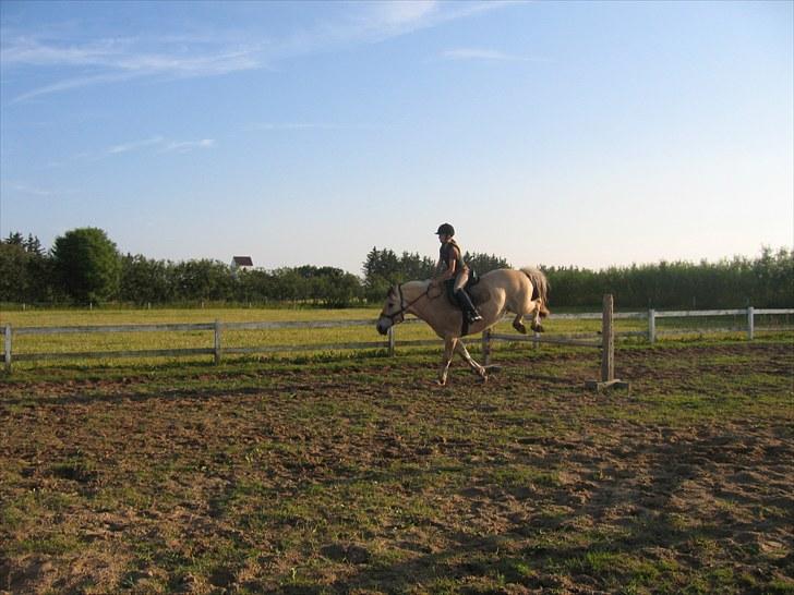 Fjordhest Casper <3 #SOLGT#:( R.I.P - FØRSTE GANG BIDLØST!! d. 11/7 2010  billede 16