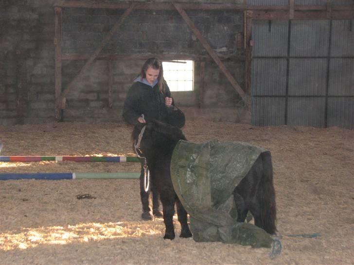 Shetlænder Coco Pops  - Han er SUPER sej 8D <3 ved godt jeg ligner tis (; billede 9