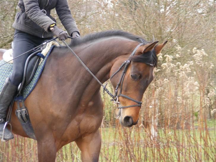 Fuldblod (XX) My Topaz xx - Topaz <3 billede 8