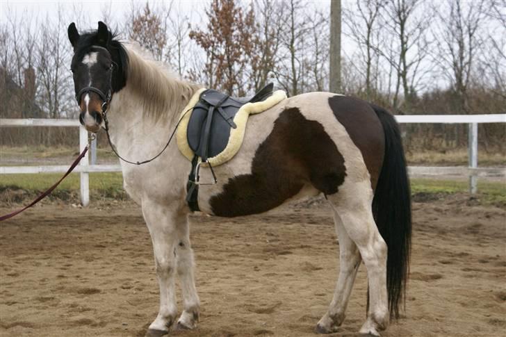 Anden særlig race  Thais'son *solgt* - Smuk det er jeg da. Men lidt tyk er man;o) billede 9