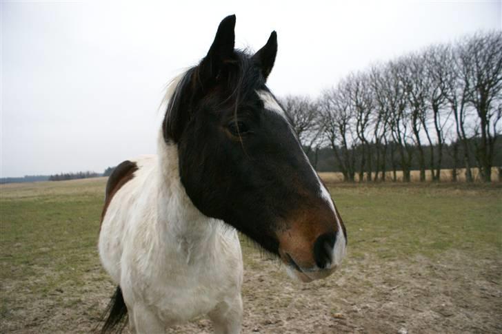 Anden særlig race  Thais'son *solgt* - See lige mig er jeg ikke flot billede 10