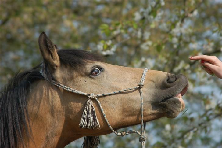 Welsh Pony af Cob-type (sec C) Fanny af Sønderbo billede 17