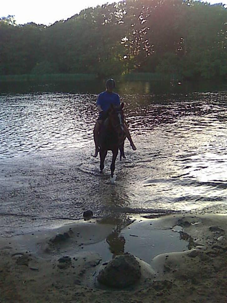 Dansk Varmblod Cavan<3 SOLGT  billede 10