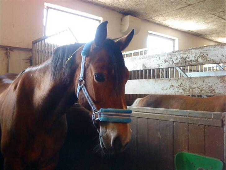 Anden særlig race Torja (Halvpart) - #14 billede 14