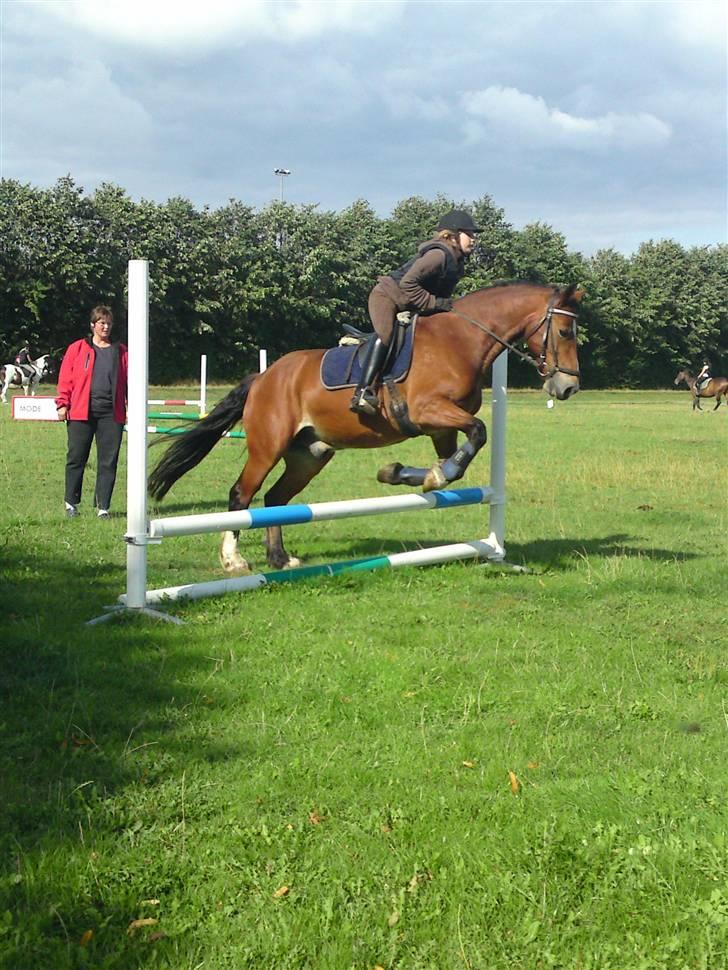 Anden særlig race Torja (Halvpart) - #15 billede 15