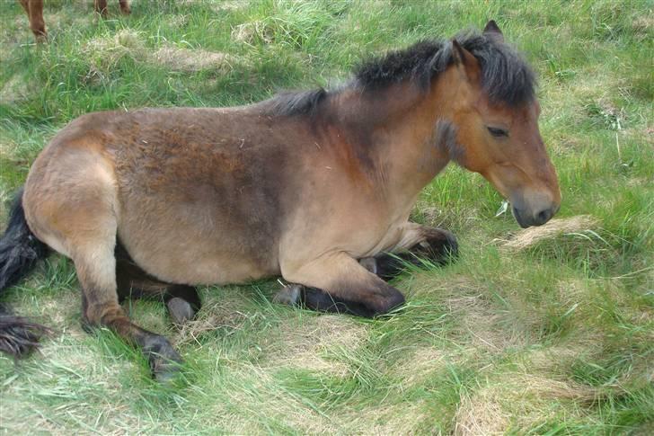 Gotlandsruss Hibiscus billede 4