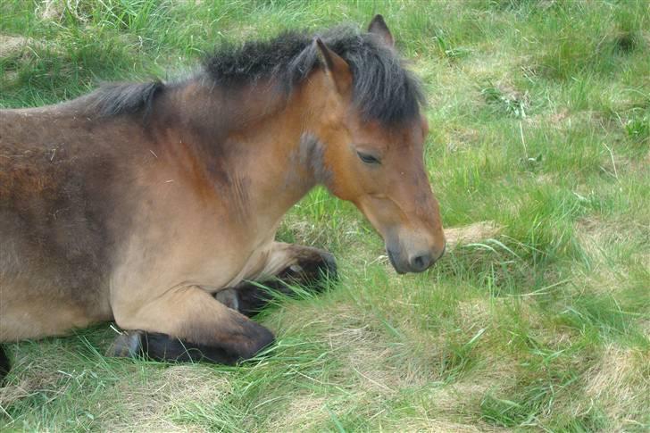 Gotlandsruss Hibiscus billede 5