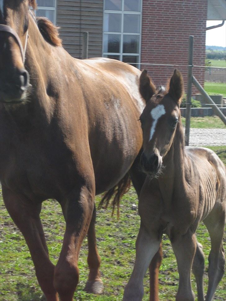 Dansk Varmblod ¨˜°º•¤ Idaho ¤•º°˜¨ - Idaho Og hendes lille føl ;D billede 1