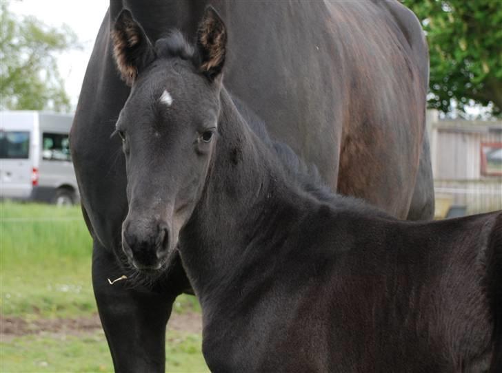 Dansk Varmblod Kalhave's Miss Noir billede 1