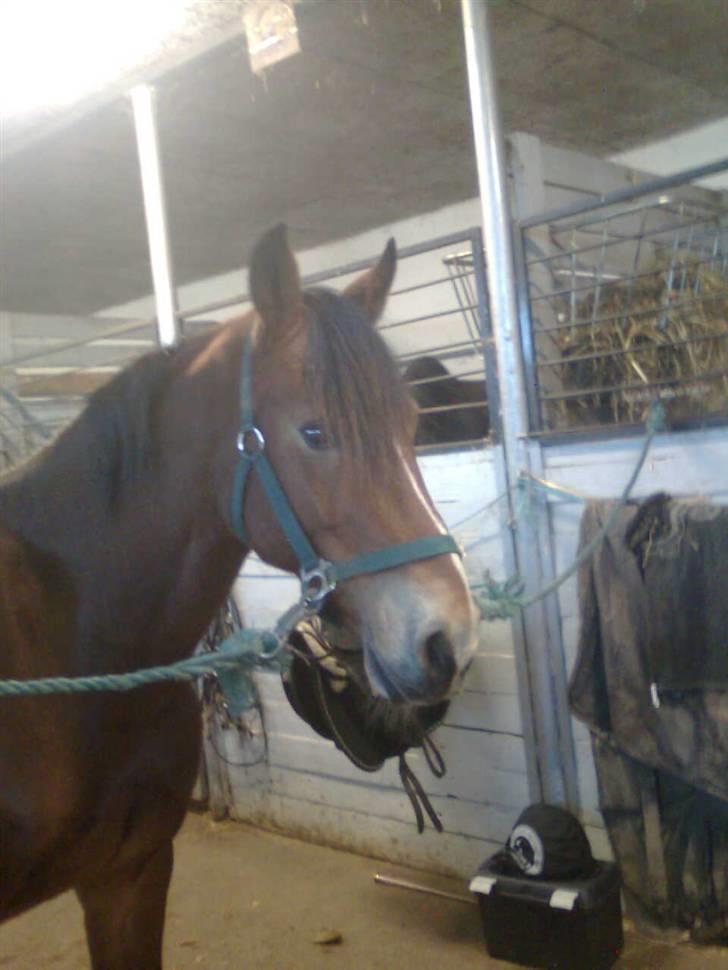 Anden særlig race Torja (Halvpart) - #16´ billede 16