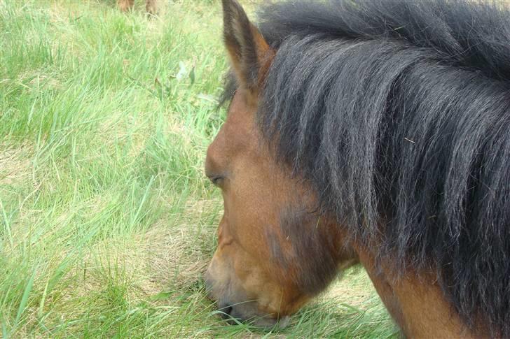 Gotlandsruss Hibiscus billede 6