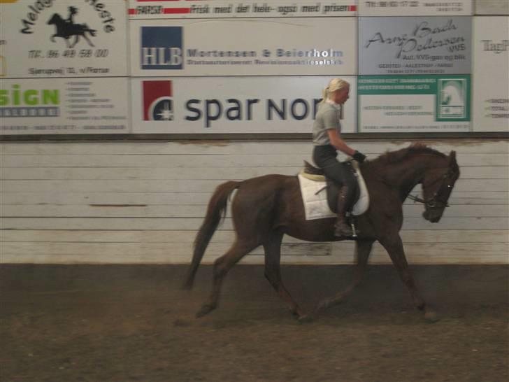 Dansk Varmblod ¨˜°º•¤ Idaho ¤•º°˜¨ - igen<3 billede 2