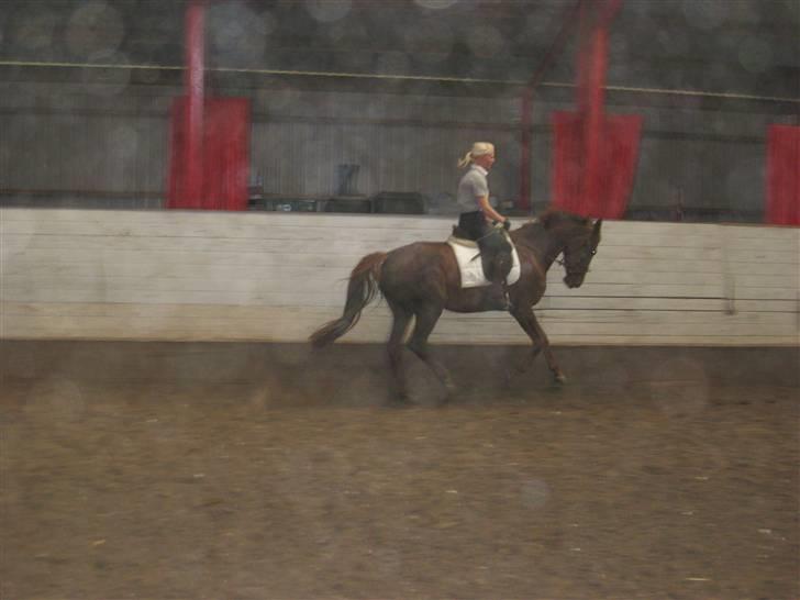 Dansk Varmblod ¨˜°º•¤ Idaho ¤•º°˜¨ - Galopen er vidunderlig;)<3 billede 3