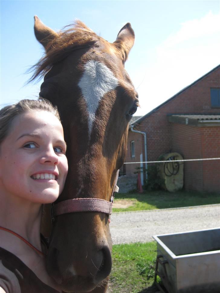 Dansk Varmblod ¨˜°º•¤ Idaho ¤•º°˜¨ - SOMMER 2009 billede 4