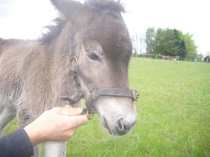 Islænder Ofeigur fra sortebrogård billede 1