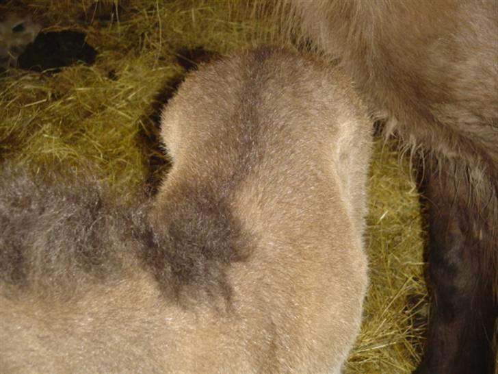 Islænder Ofeigur fra sortebrogård billede 3