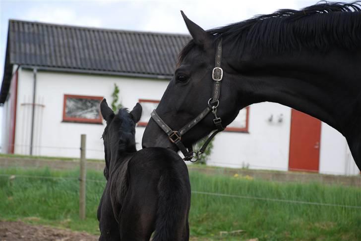 Dansk Varmblod Kalhave's Miss Noir billede 5