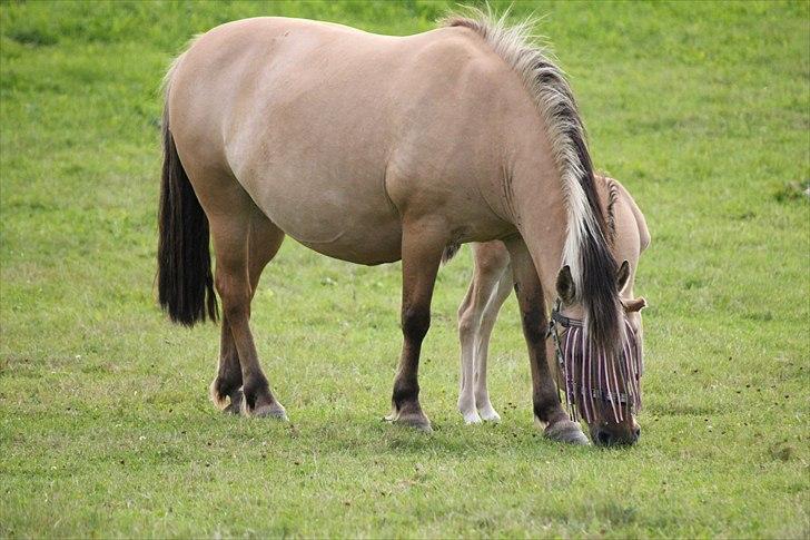 Fjordhest Chila <3 RIP <3 - tykke Chila :D billede 20