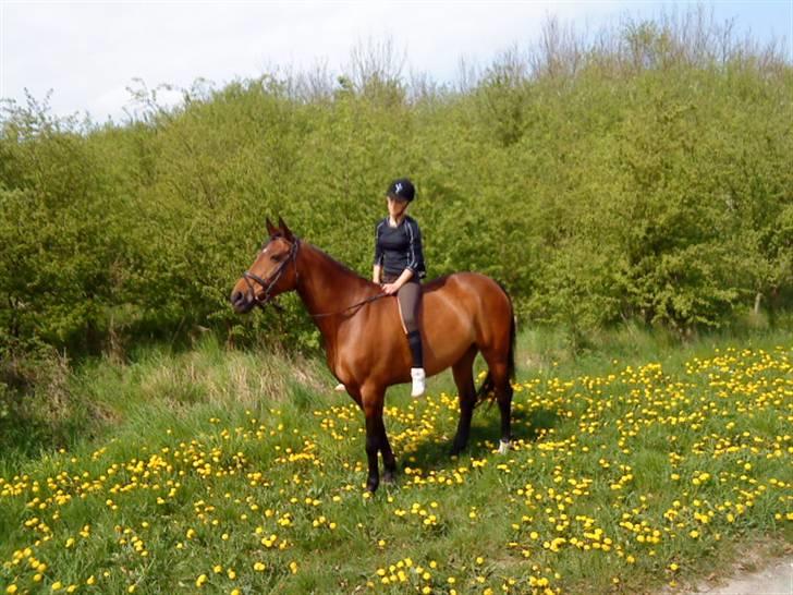 Dansk Varmblod Limona billede 8