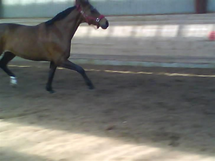 Dansk Varmblod Limona billede 9