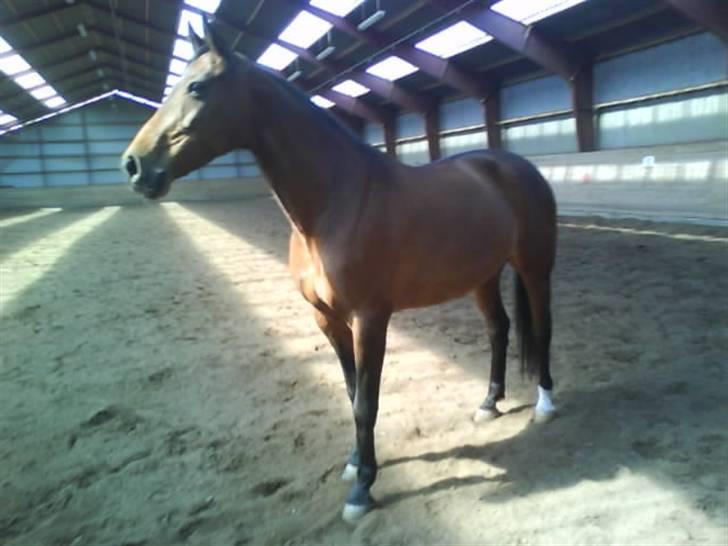 Dansk Varmblod Limona billede 10