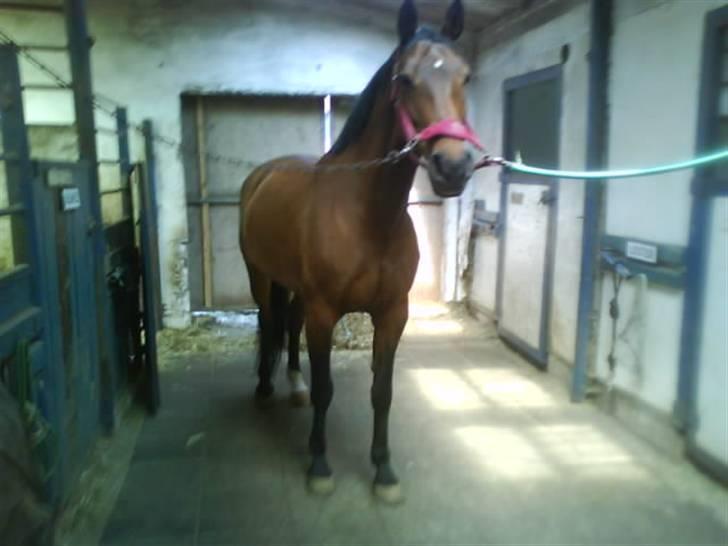 Dansk Varmblod Limona billede 11