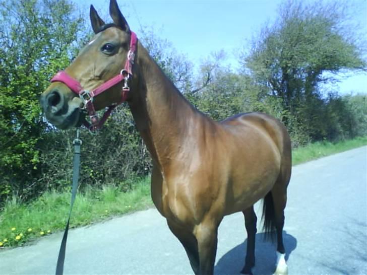 Dansk Varmblod Limona billede 12