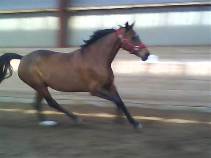 Dansk Varmblod Limona billede 13