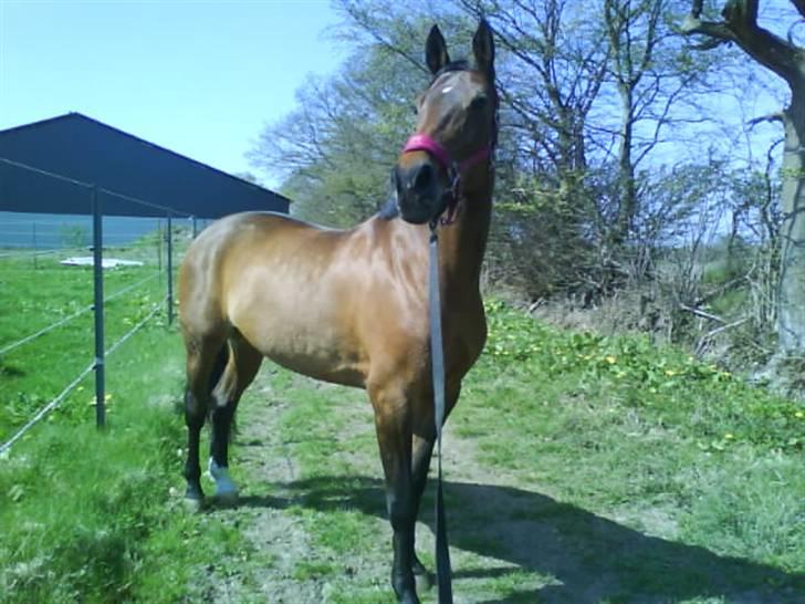 Dansk Varmblod Limona billede 14