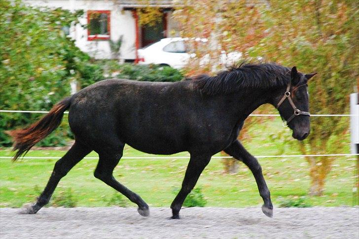 Dansk Varmblod Kalhave's Miss Noir - Mini Mirl d. 20-10-2010 billede 8