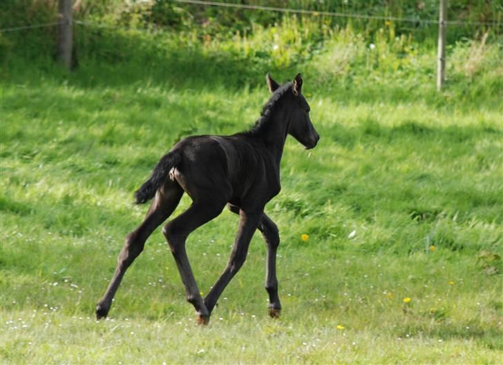 Dansk Varmblod Kalhave's Miss Noir billede 9