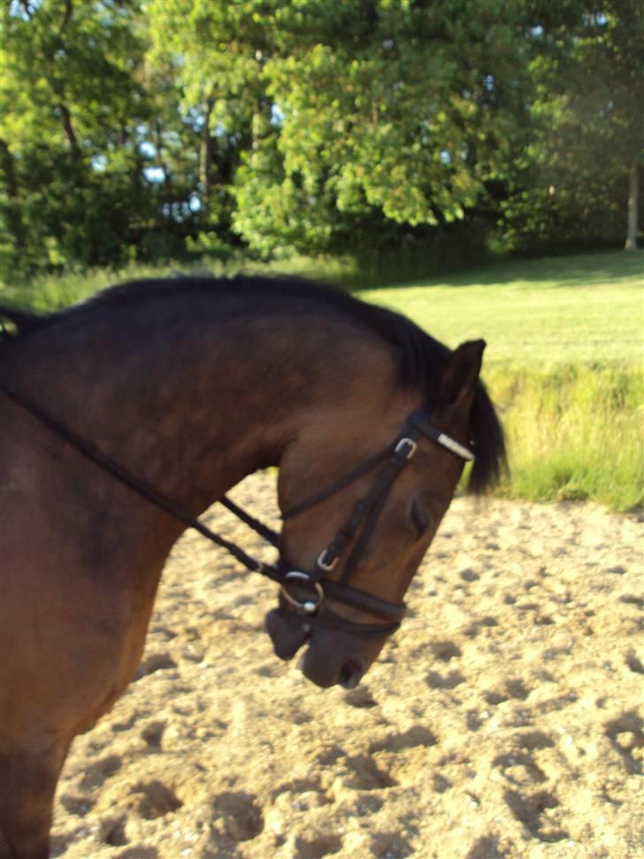 Hollandsk Sportspony Jorny  R.I.P  :'( billede 13