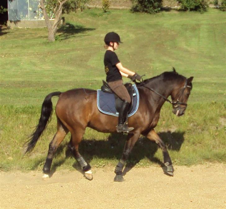 Hollandsk Sportspony Jorny  R.I.P  :'( billede 16