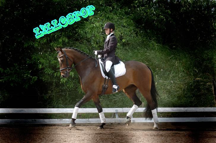 Dansk Varmblod Vestergårds Lillebror-RIP billede 9