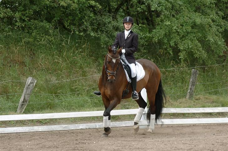 Dansk Varmblod Vestergårds Lillebror-RIP billede 10