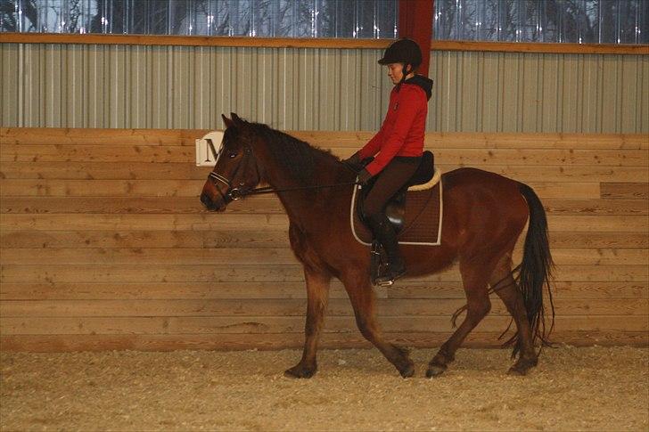 Anden særlig race Simba   SOLGT - michell rider simba... billede 7