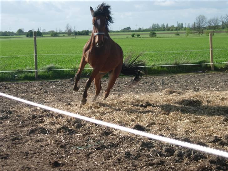 Anden særlig race Simba   SOLGT billede 8