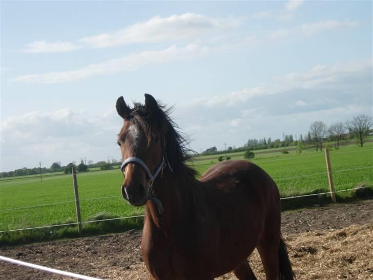 Anden særlig race Simba   SOLGT billede 9