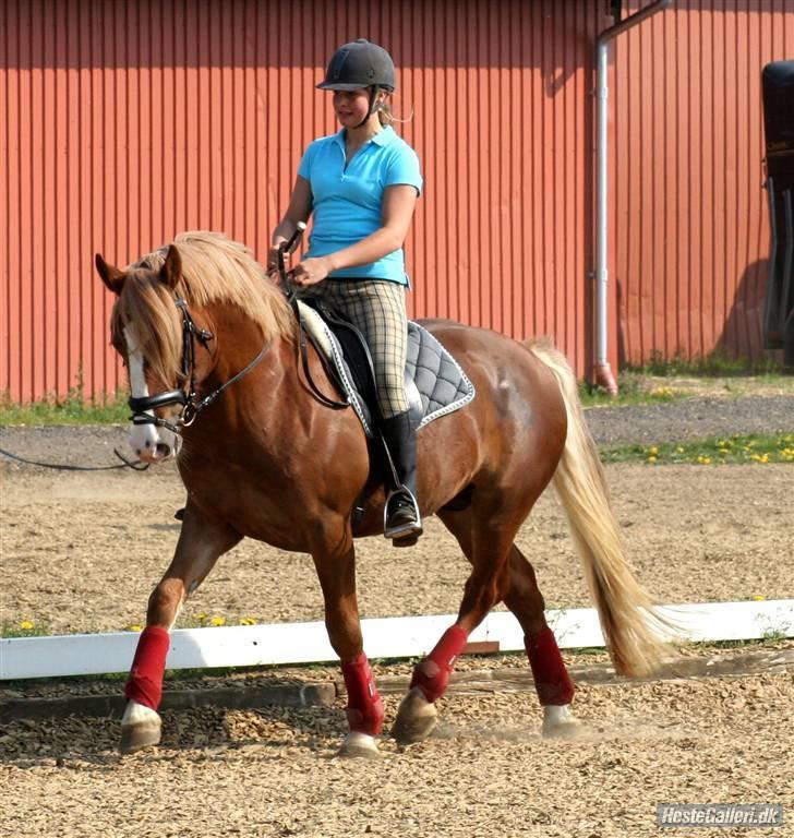Anden særlig race Dream Come True <3 - Trav <3 billede 3